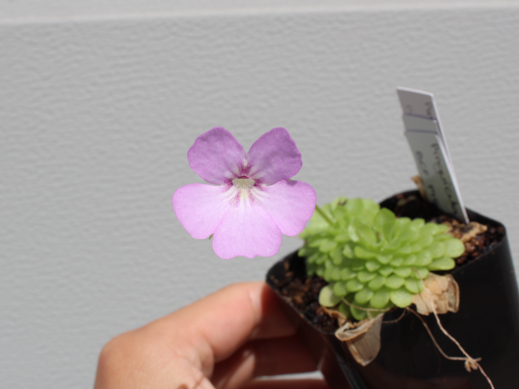 5156349D-A968-4231-ADF5-500ADCAB54EE