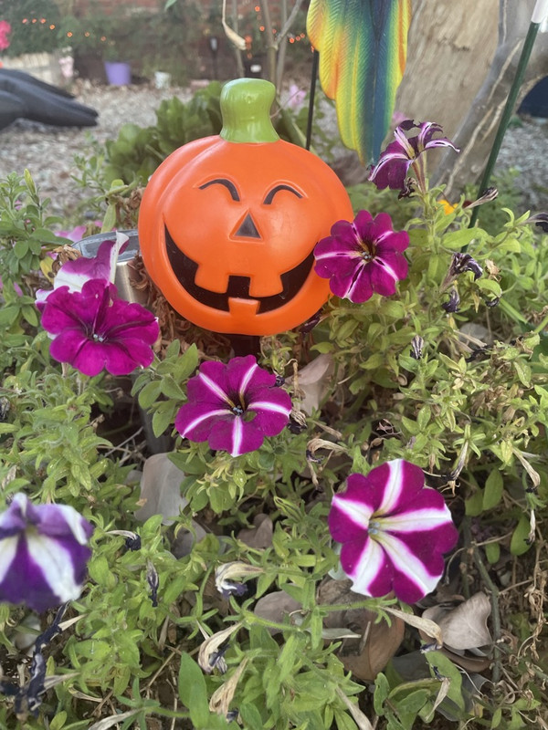 EA3D0A12-9765-431F-A4E2-2BE430E880B3_1_105_c