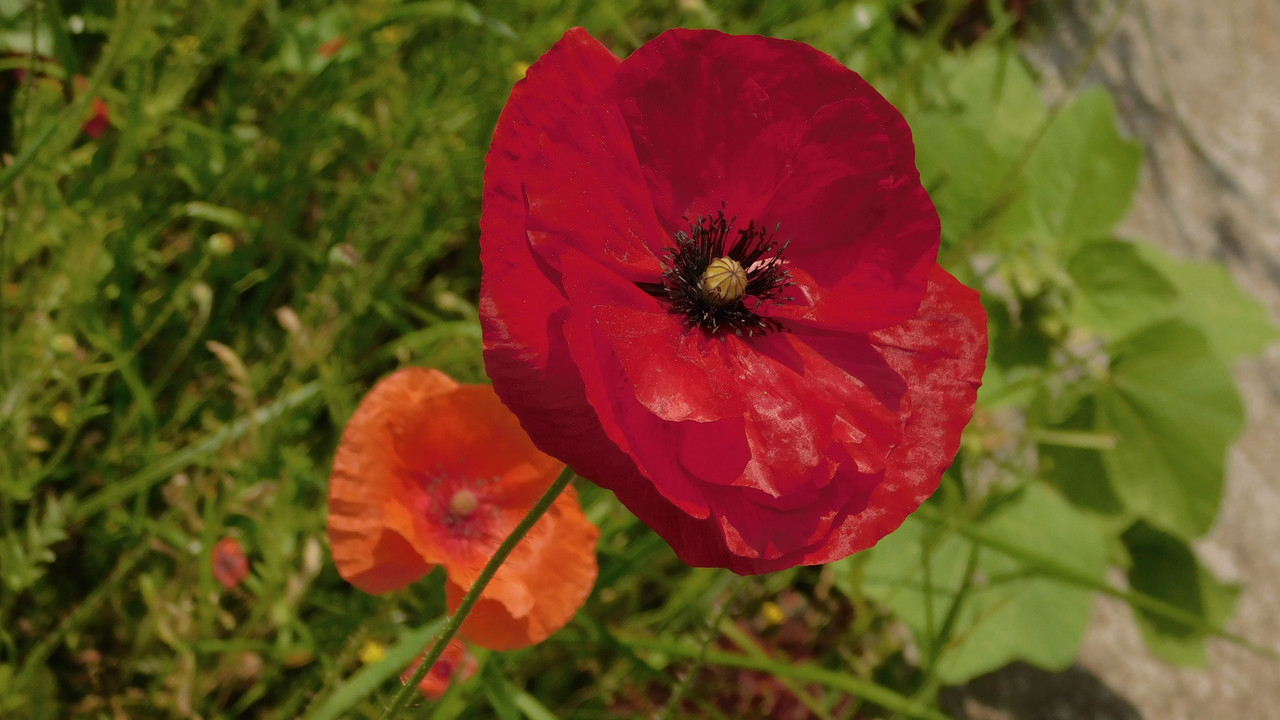 Дачно-Харлинский июнь-июль 2024 005