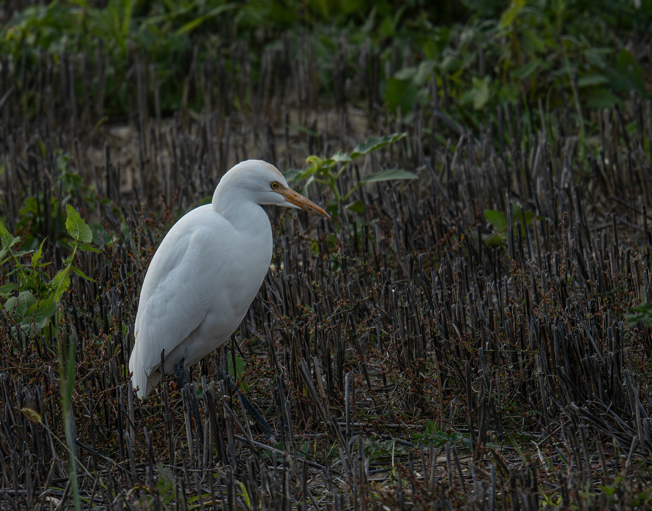 P1000191 Verbessert RRklein