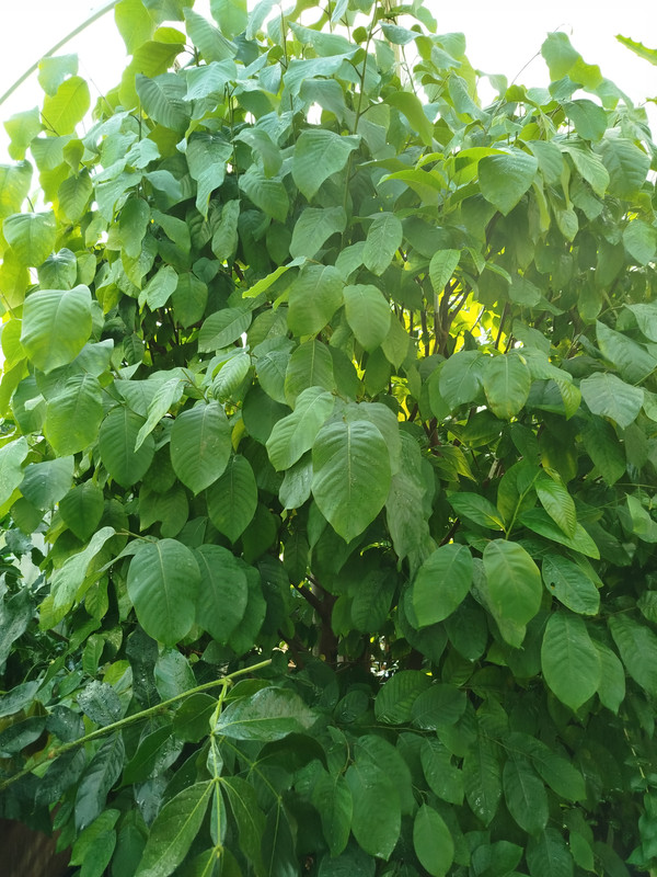 IMG 20260719 181940