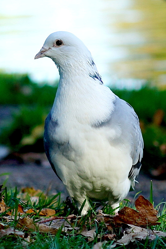 DSC00253-3.jpg