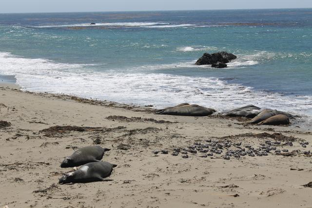 Día Cinco: San Simeón-Hearst Castle-Big Sur-Carmel-S. Francisco - My West USA road trip: un viaje de película. (8)