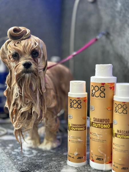 Cão relaxado em clima de spa — Sensorial das Estações