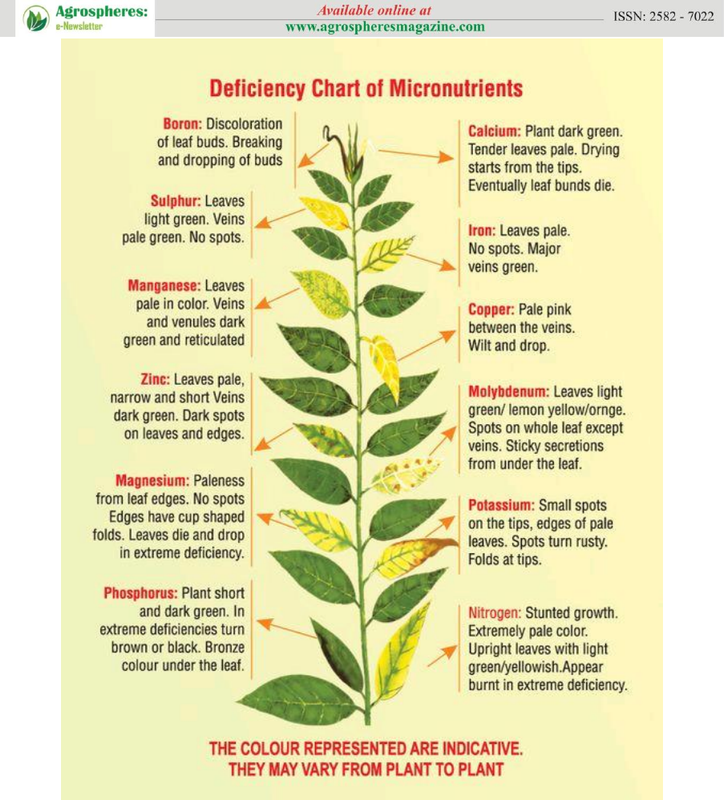 Visual-Nutrient-Deficiency-Symptoms-in-Plants.png