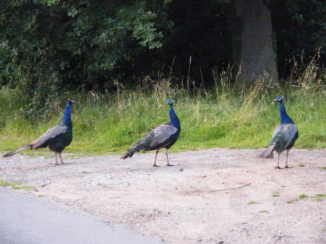 peacocks_on_my_way_to_work_(1).jpg