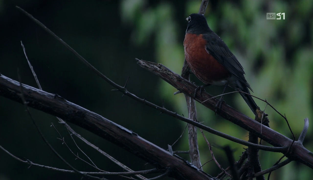 vlcsnap-2016-11-01-09h31m34s671