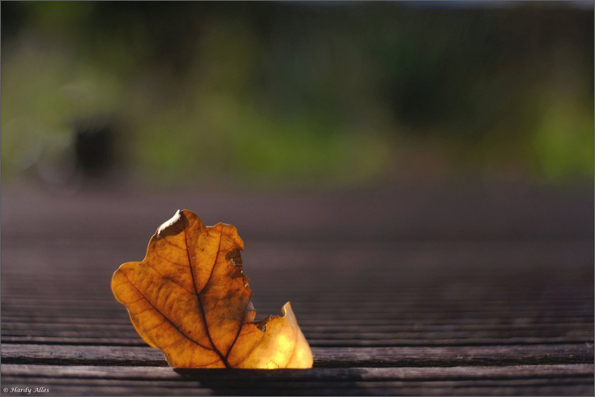 XT4D8089 2022 Gottwill LR ERWZ  FB