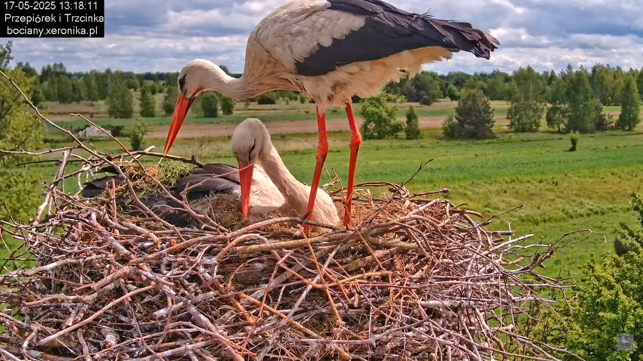 17052025bociany32