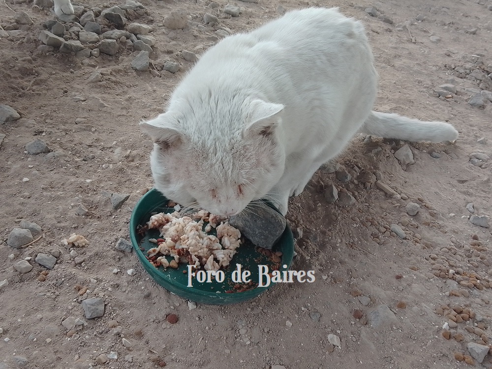 fotogatito-Abuelo1