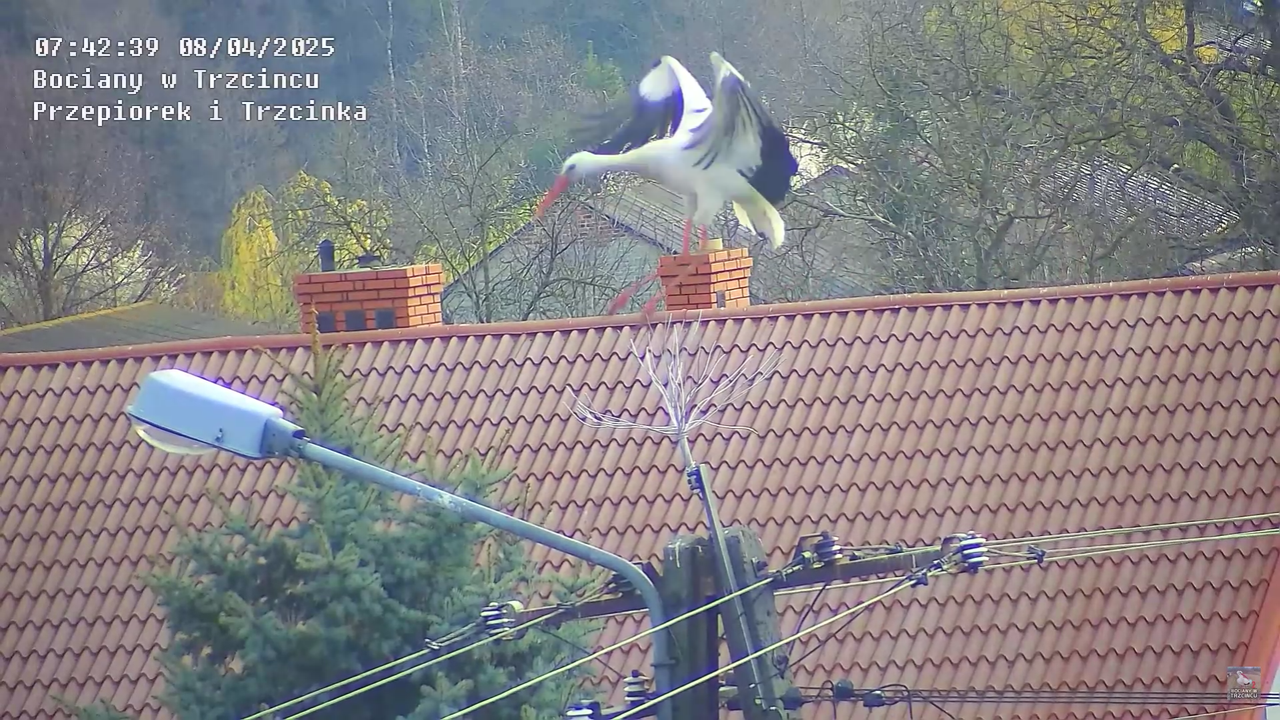 08042025bociannalatarni_0