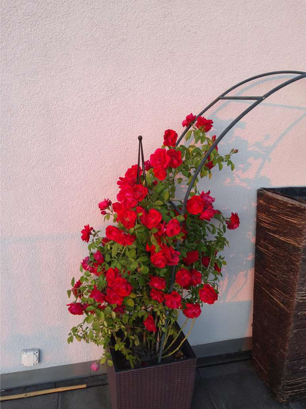 τριανταφυλλια