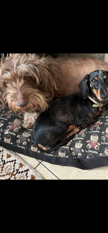 [Image: F6-E18567-9770-4-B3-C-B076-5-AAC1-F27-E7-FA.png]