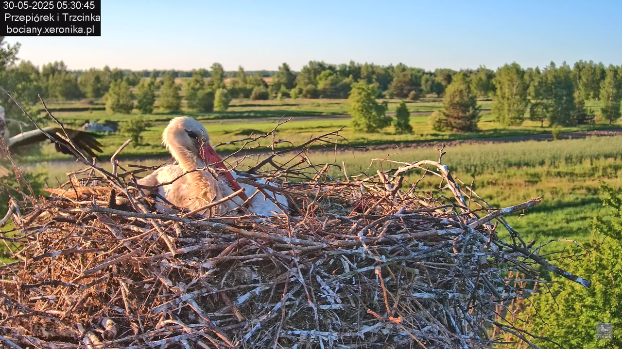 30052025bociany6
