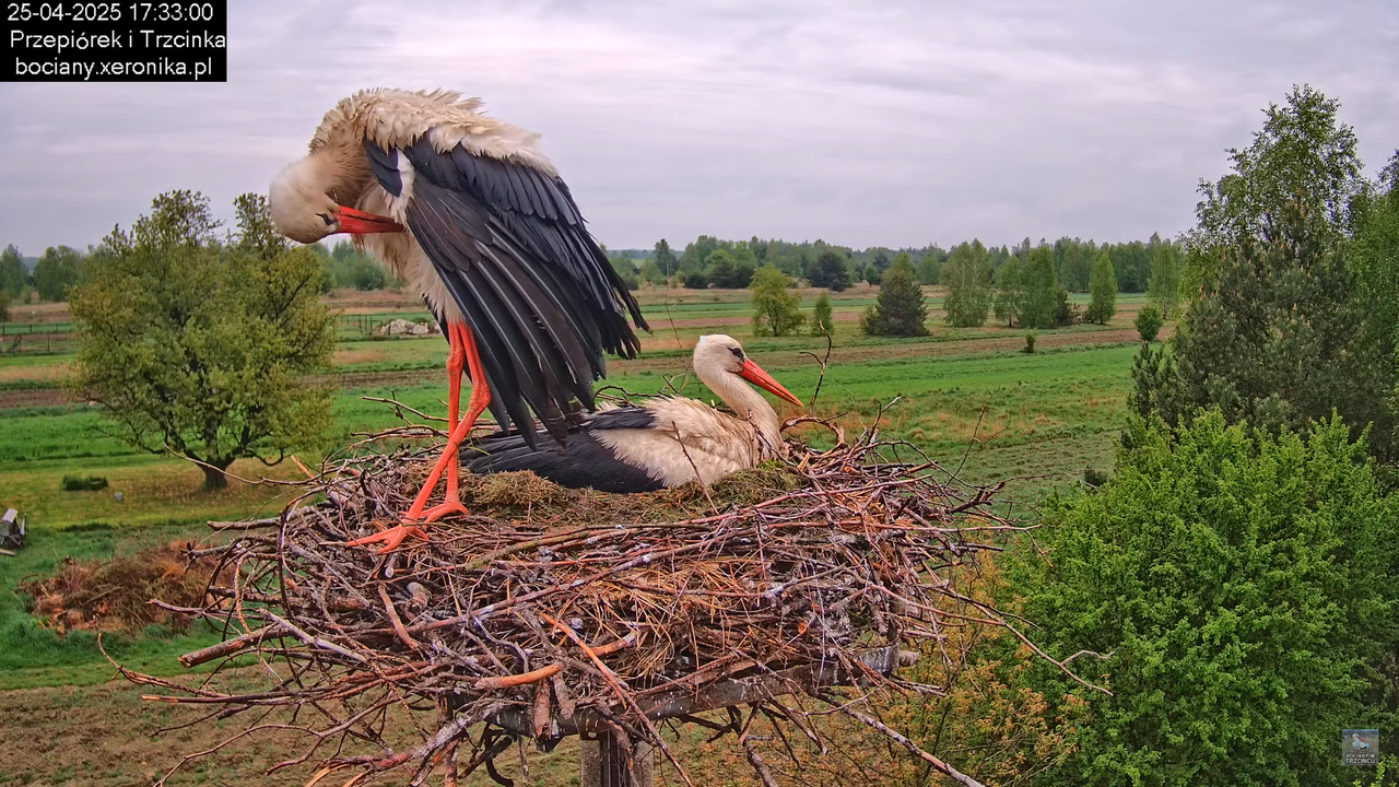 25042025bociany17