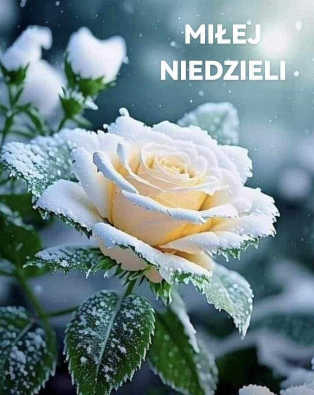 https://i.postimg.cc/v8j9BRLf/402455774-1673582176462850-1676353339790750870-n.jpg