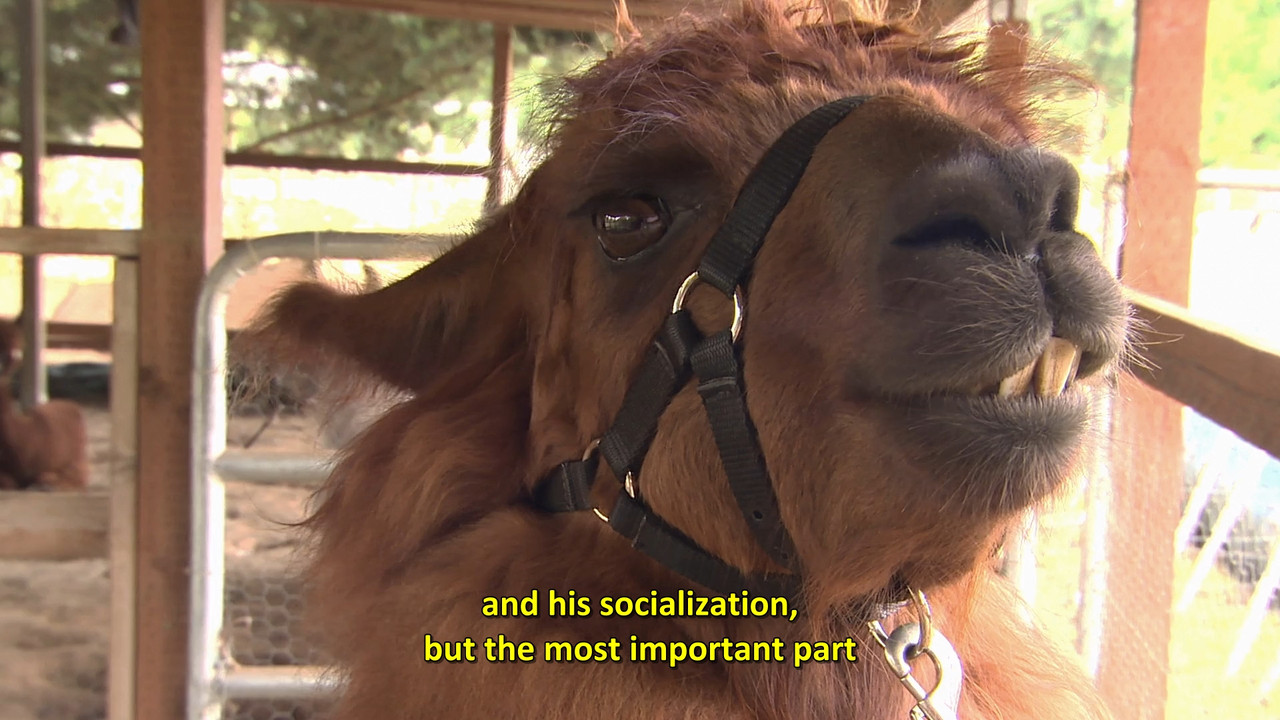 Unlikely Animal Friends  S02E04 Disney  1080p WEB DDP x264-NM21vi.mkv_snapshot_35.34.599