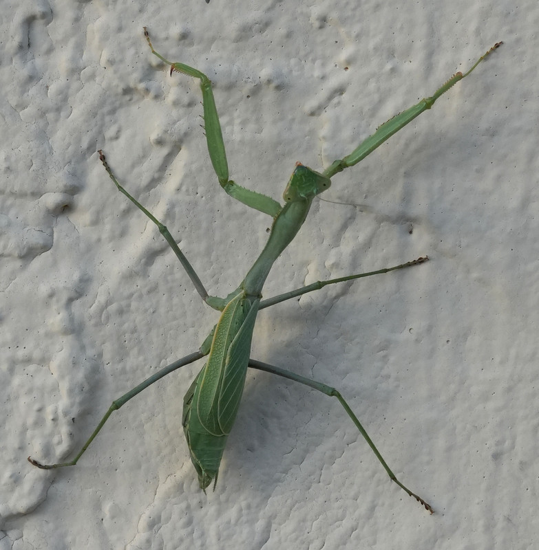 preying-mantis1.jpg