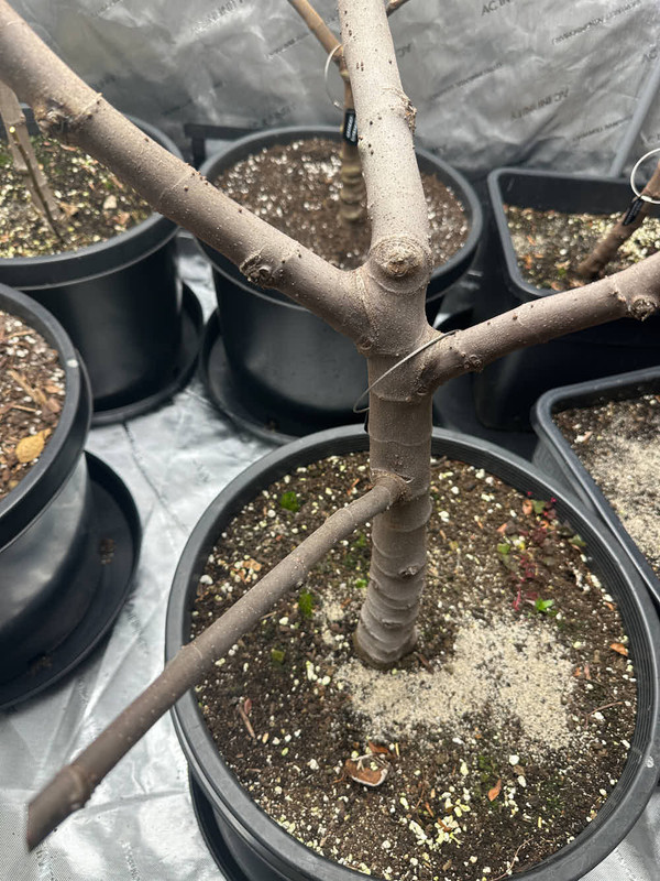 figs-751.jpg