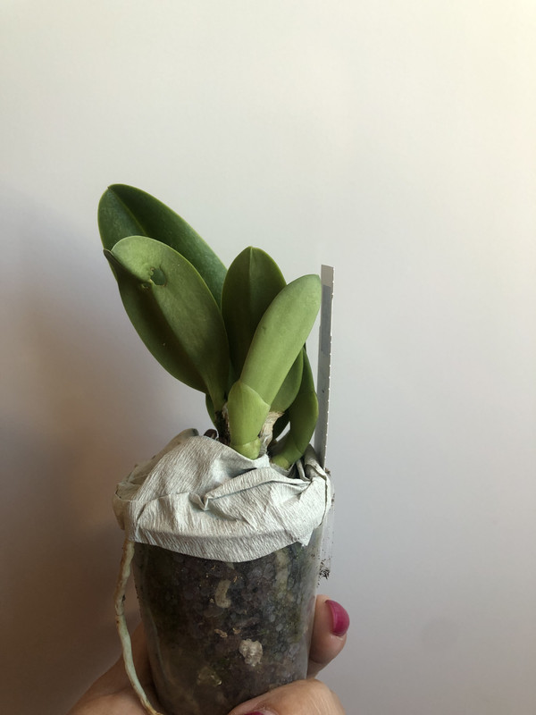 0F86A102-EA56-442D-BD26-08816C91E12B