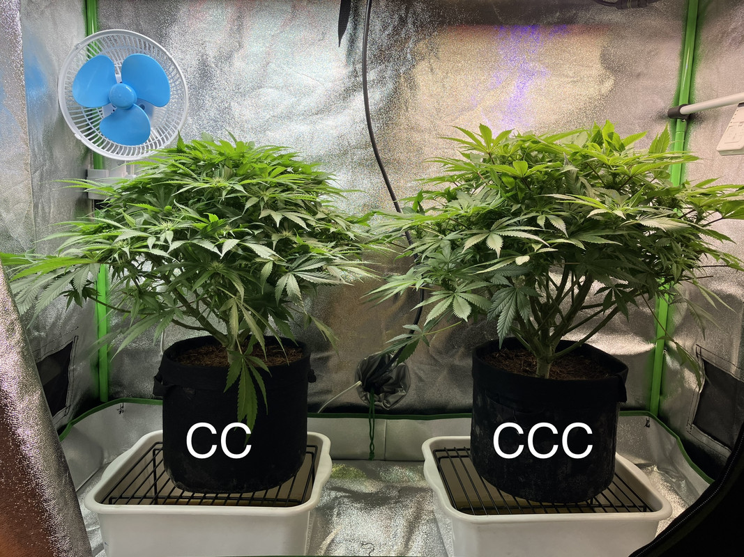 IMG_1596 (Mayo 20  2023)