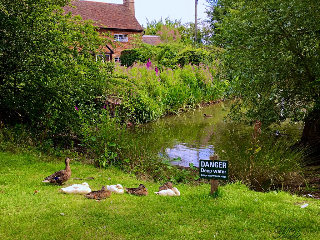 Animals-Duck-pond-HD.jpg