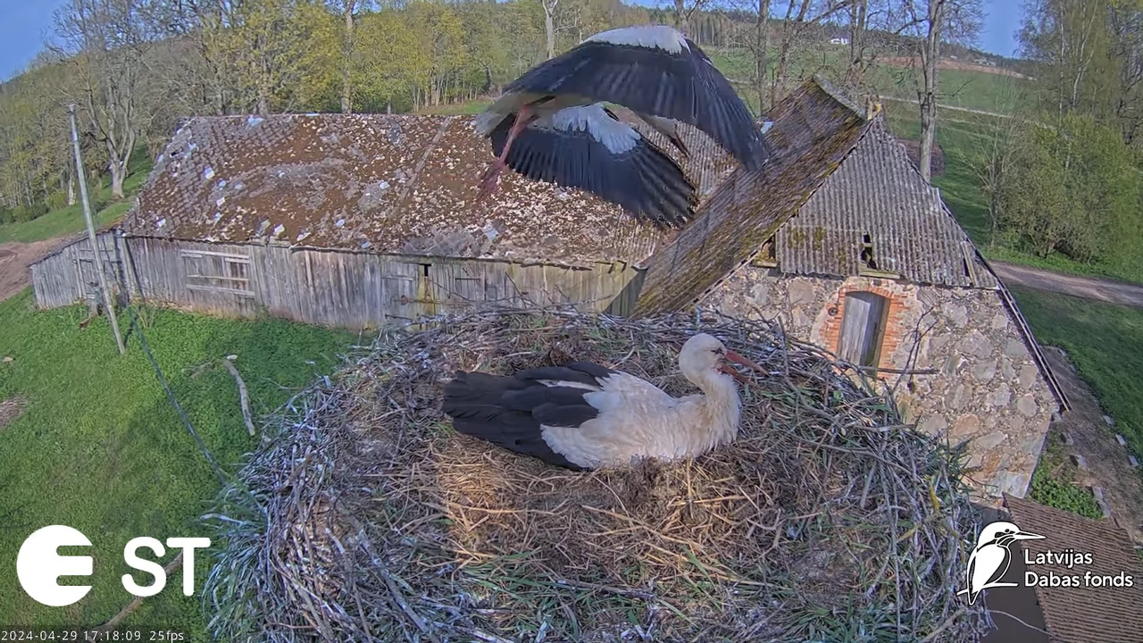 Baltie stārķi (Ciconia ciconia) Tukuma novadā - LDF tiešraide __ White storks in Tukums, Latvia 9-24