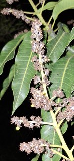 20250214_204143_resized