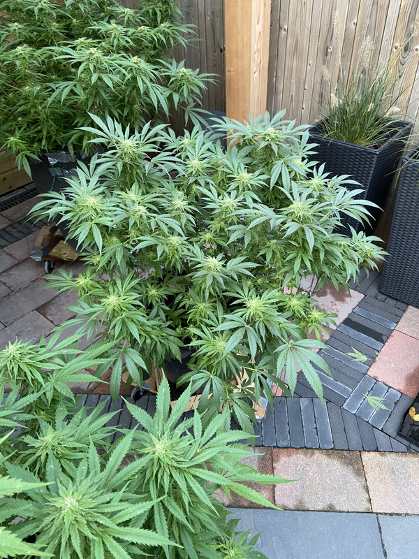 1A2D8D25-89DD-4A7F-81AD-D910FB7E94D6