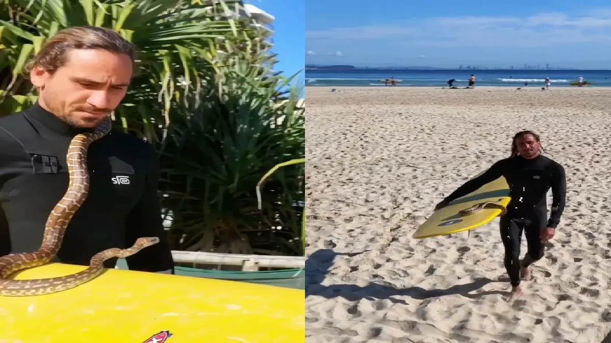 Hombre es multado en Australia por surfear con una serpiente (VIDEO)