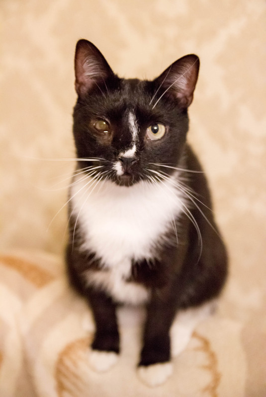 черная с белым-1-15