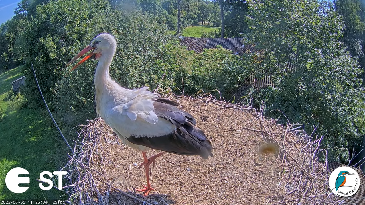 Baltie stārķi (Ciconia ciconia) Tukuma novadā - LDF tiešraide __ White storks in Tukums, Latvia 2-29