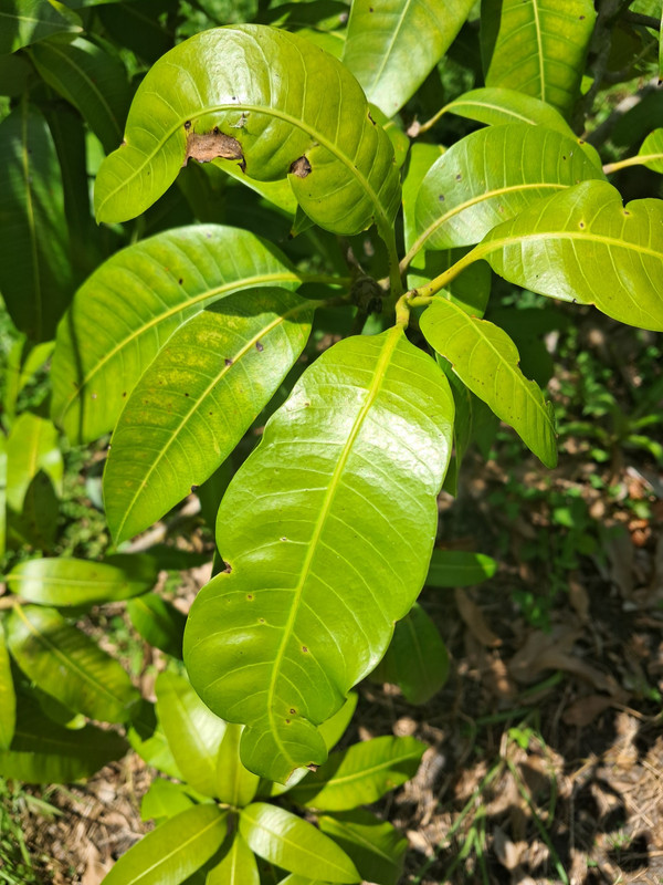 leaves5