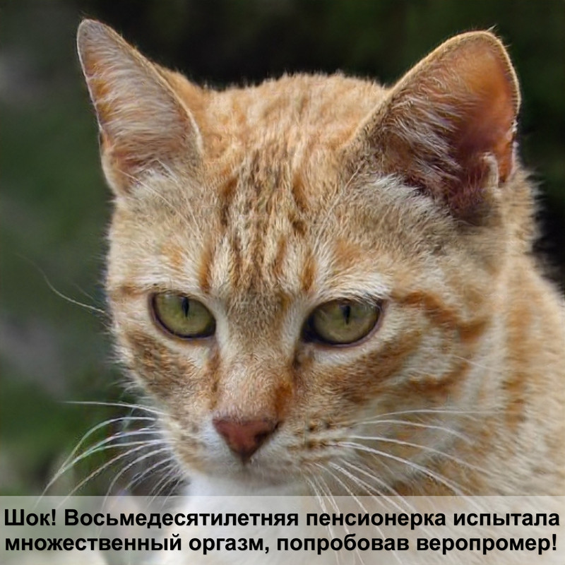 фото черных котят