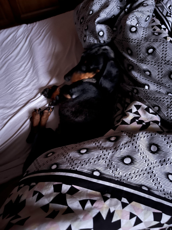 [Image: 82393698-DB3-F-42-F5-9797-EBD38-AB16-DEF.jpg]