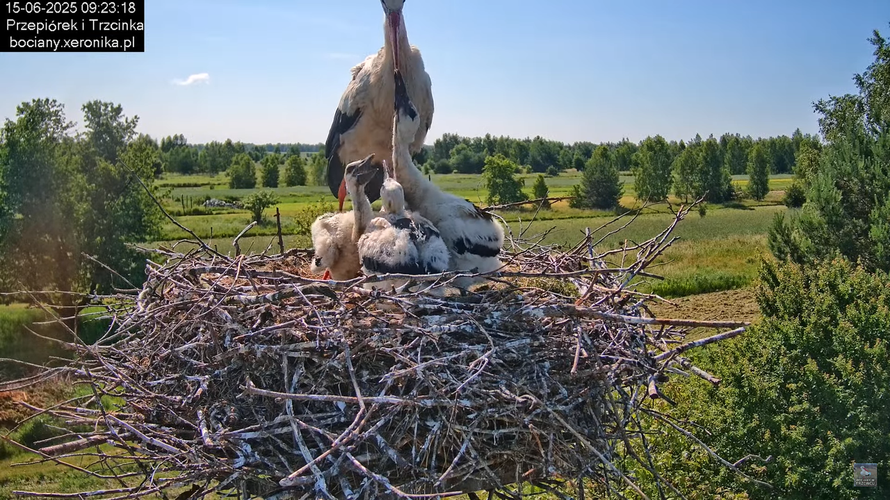 15062025bociany17