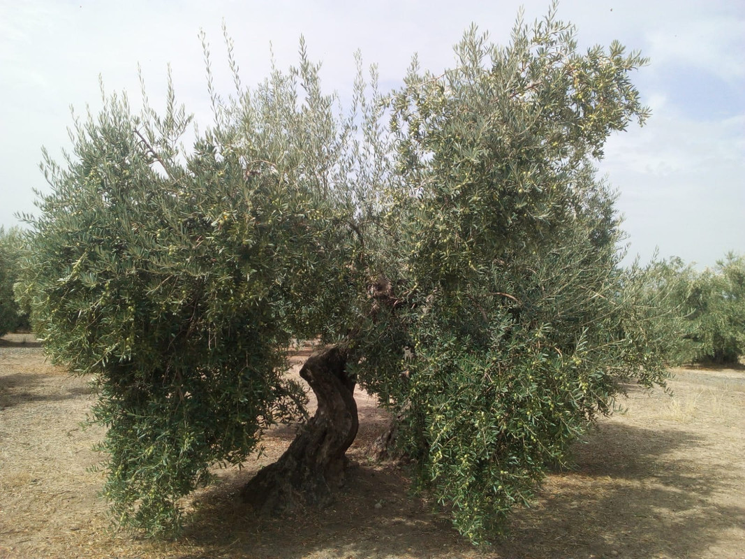 Tratamiento de MADURACIÓN - Página 15 2º_Septiembre_2018.,.,