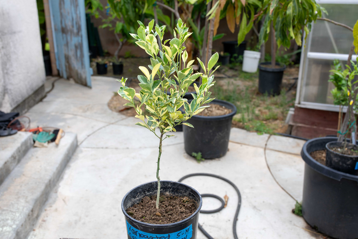 8U1A3547  Variegated Calamansi Tree on FD in #3 Pot (6-9-2025)