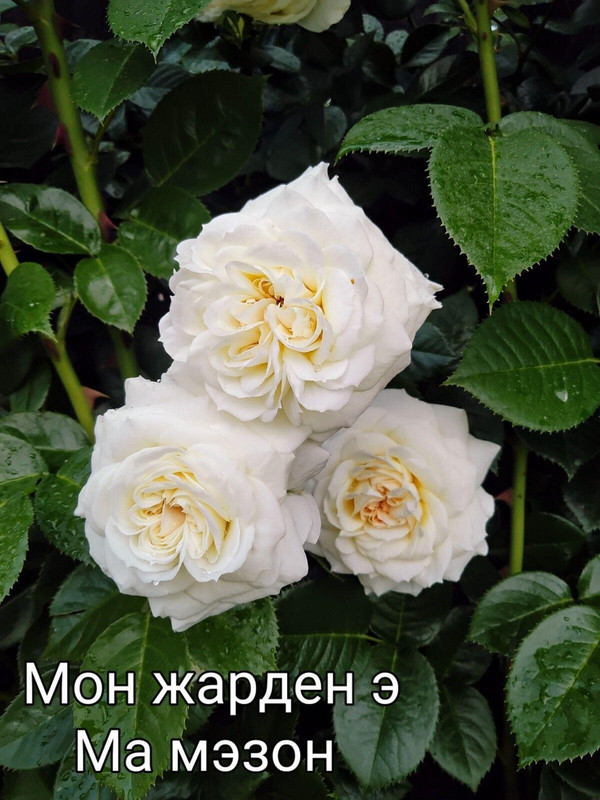 IMG_20250304_111005