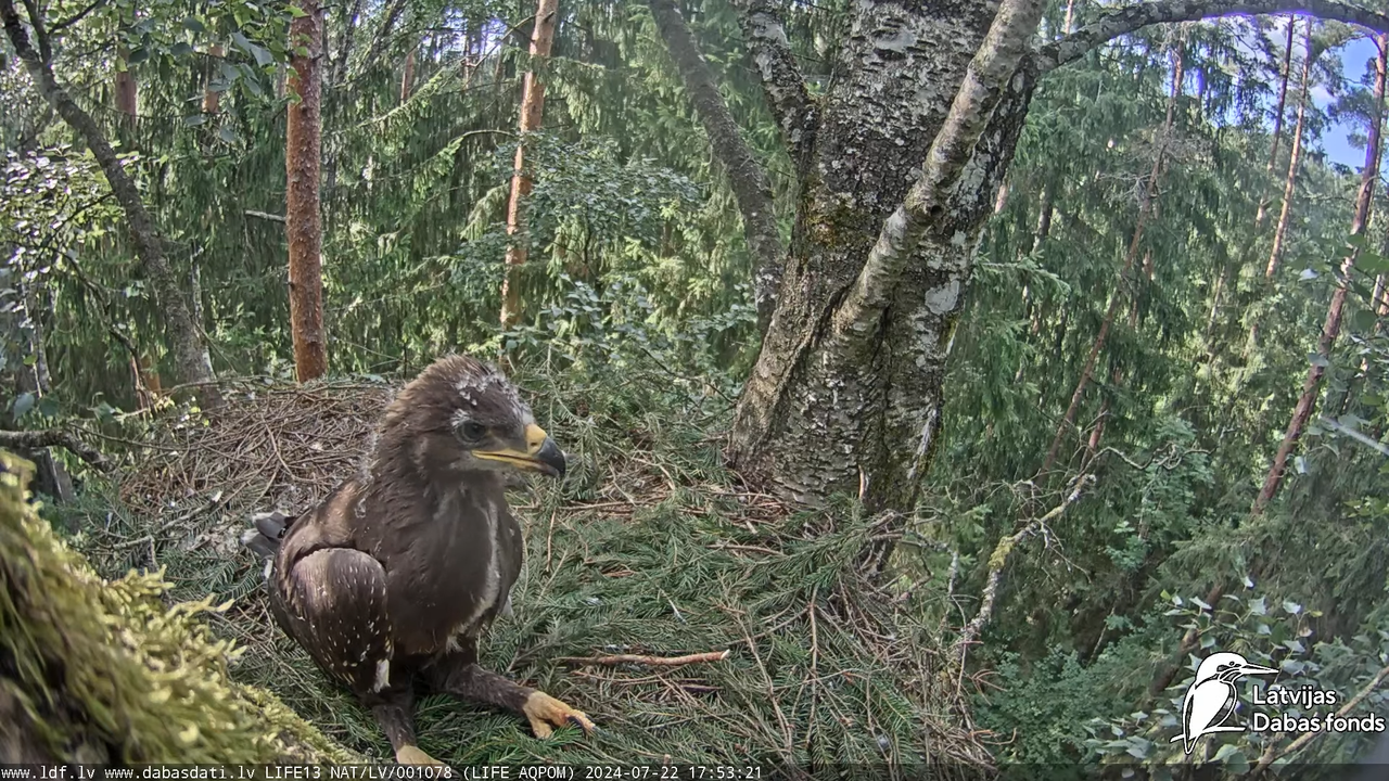 Mazais ērglis (Clanga pomarina), ligzda bērzā - LDF tiešraide 13-54-46 screenshot