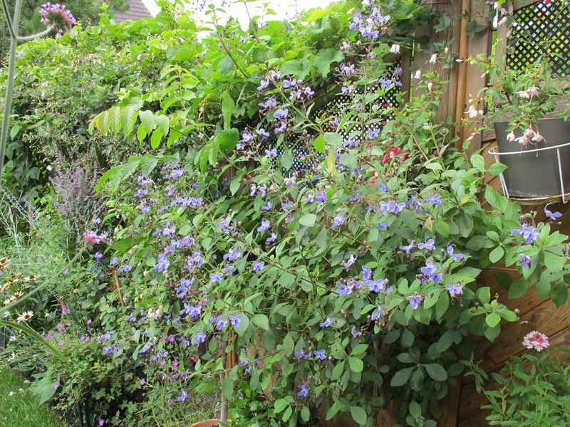 Clerodendrum ugandense Blauflügelchen03