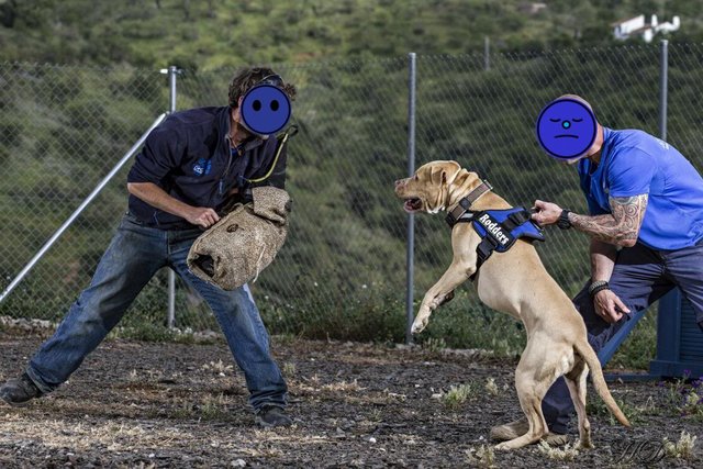Rodders-training-HD.jpg