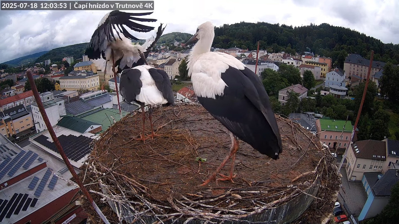 Tiešraide no stārķa ligzdas uz alus darītavas skursteņa Trutnovā 13-57-25 screenshot (1)