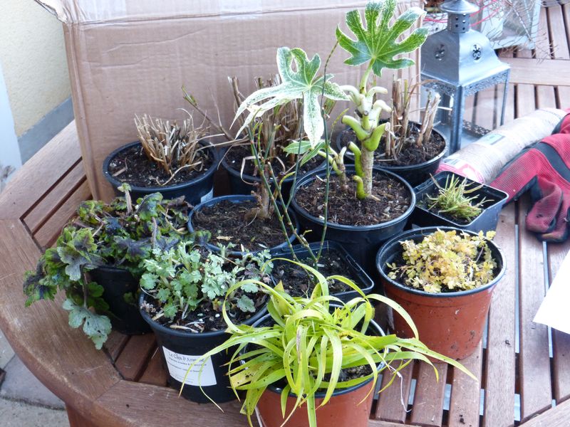 2015-02-20 Pépinière Le Clos d'Armoise 2