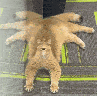 gif.gif