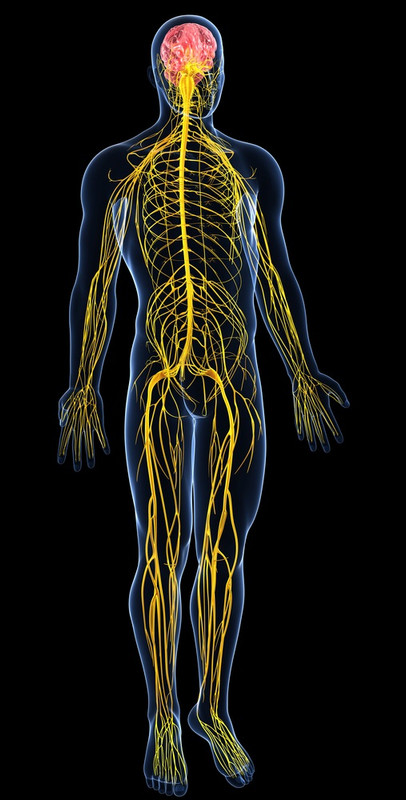 nerv-system.jpg