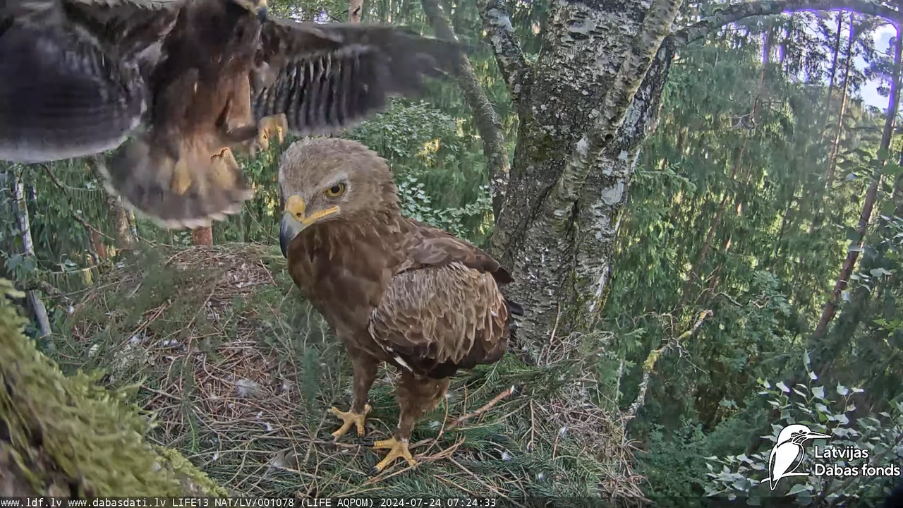 Mazais ērglis (Clanga pomarina), ligzda bērzā - LDF tiešraide 7-56-13 screenshot