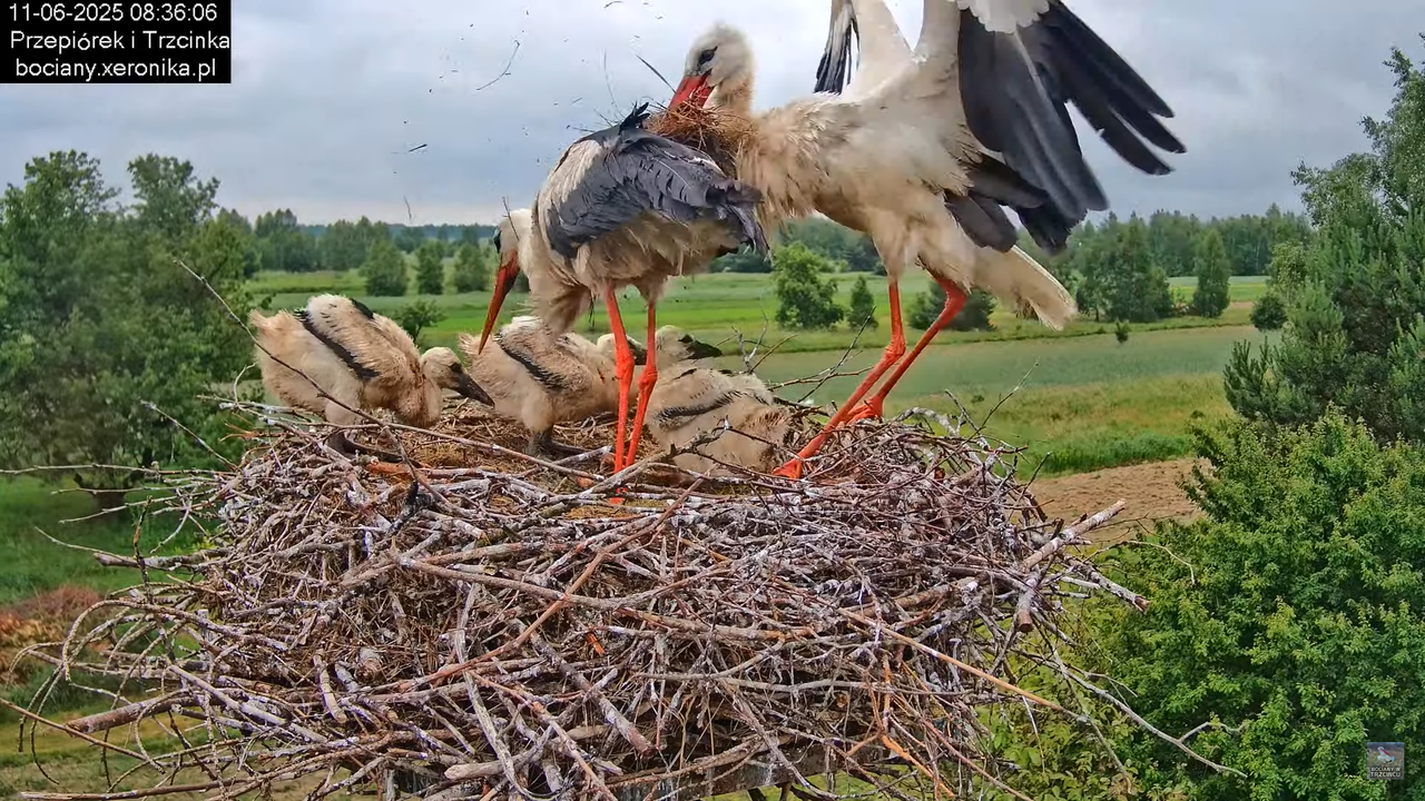 11062025bociany17