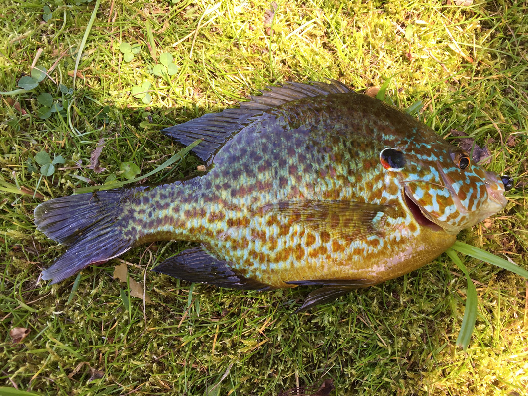 Pumpkinseed Massachusetts