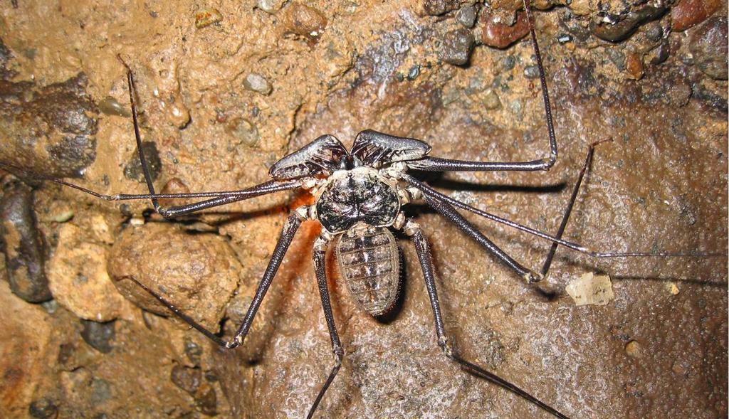 DE TORTUGAS Y PEREZOSOS. COSTA RICA 2019 - Blogs de Costa Rica - DIA 9: CAVERNAS DE VENADO (33)
